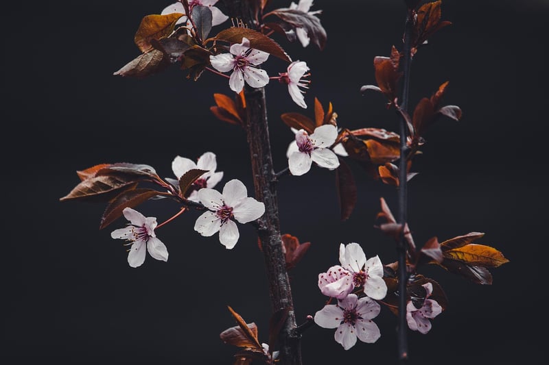 Brooklyn Botanic Garden